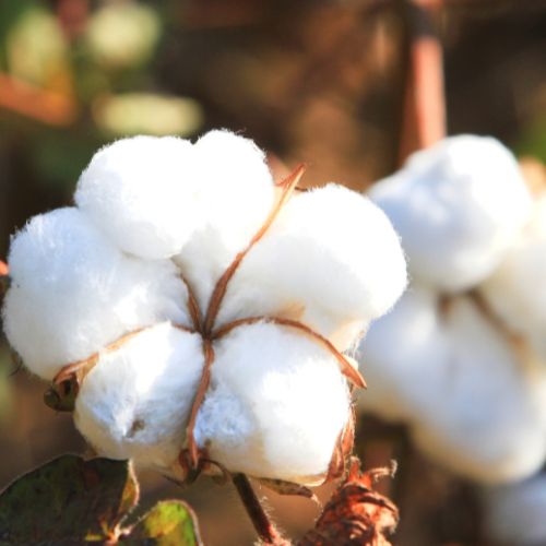 Close-up of a fresh cotton boll on a plant, symbolizing the raw and natural origin of cotton fabric used in handmade textiles.